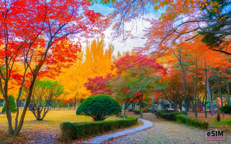 Đảo Nami Hàn Quốc nổi bật với cảnh mùa thu tuyệt đẹp và hành trình di chuyển thuận tiện từ Seoul